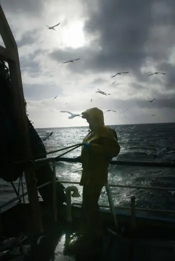 HAULING IN THE CATCH: Researchers say increased demand for fish and fish oil in developed countries is putting pressure on dwindling global fish stocks.   (Chris Furlong/Getty Images)