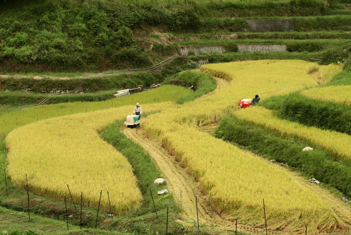 Negotiators appear to be giving Japan’s rice farmers short shrift. (Buddhika Weerasinghe/Getty Images)