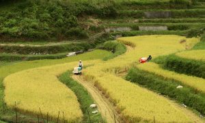 Japan's 'Sacred' Rice Farmers Brace for Pacific Trade Deal's Death Sentence