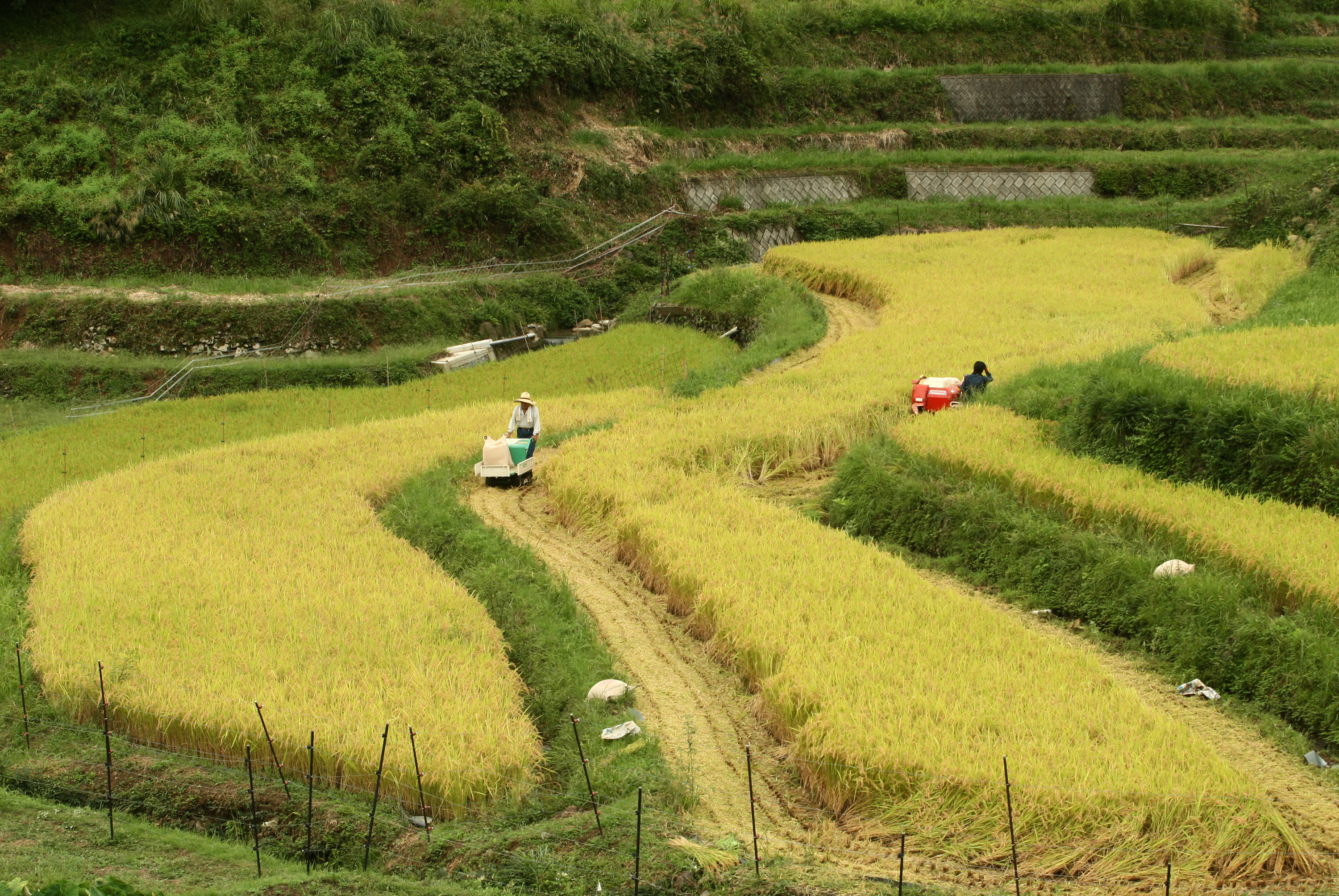 Сельское хозяйство Японии рис