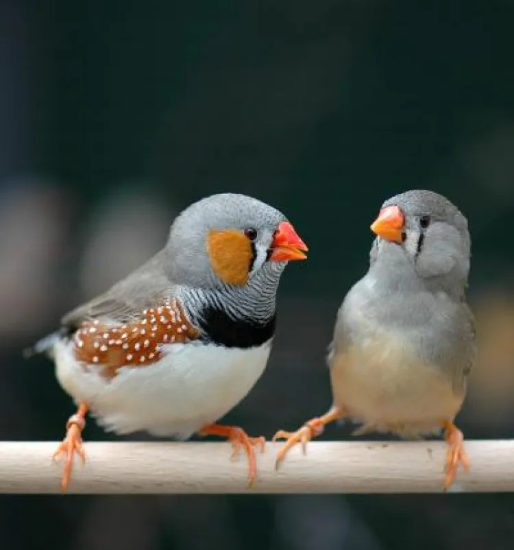 A pair of zebra finches, Taeniopygia guttata. (MPI for Ornithology)