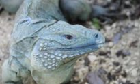 Grand Cayman Blue Iguana Saved From Extinction