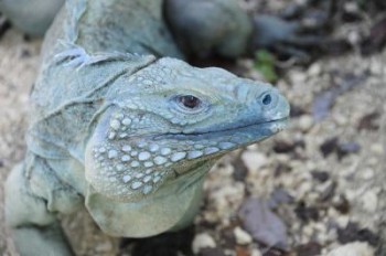 Grand Cayman Blue Iguana Saved From Extinction | The Epoch Times