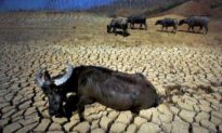 Victims Call China’s Drought a Man-Made Disaster