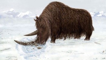 Artist's rendering of the Tibetan woolly rhino. (Julie Naylor)
