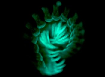 A prolonged exposure taken in the darkroom, showing the greenish glow of a Motyxia millipede. (Paul Marek)