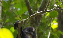 Borneo Monkey Thought Extinct Found Outside Its Known Range