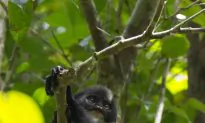 Borneo Monkey Thought Extinct Found Outside Its Known Range