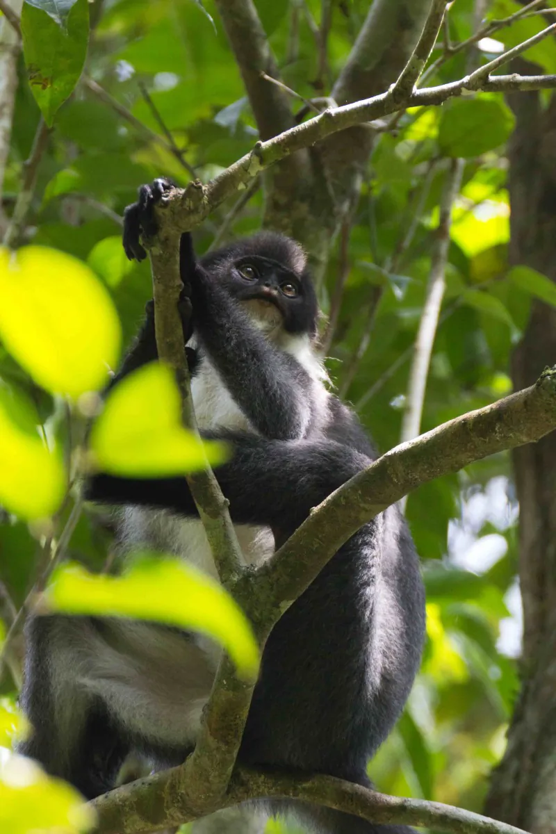 Miller's Grizzled Langur, previously thought to be extinct, has been rediscovered in Borneo. (Eric Fell)