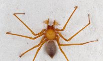 SCIENCE IN PICS: Cave Robber Spider
