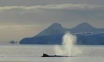 Multitasking Humpback Whales Sing in Feeding Grounds