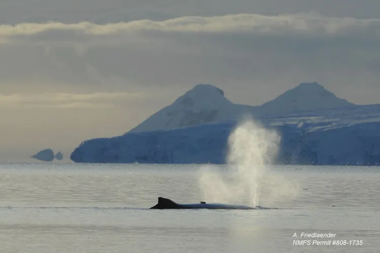 Humpback whales may multitask by singing breeding songs and eating at the same time. (NMFS 0000808-1735, Ari Friedlaender)