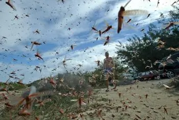 Locusts—Blight or Bite?