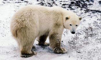 A polar bear waits for the water to freeze on the edge of Hudson Bay near Churchill, Manitoba, in 2001. (Guy Clavel/AFP/Getty Images)