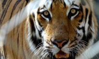 Bhutan Tigers Filmed in Himalayas: A Rare Sight
