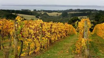 Fruits and Flavours of Redhill