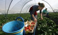 East European Migrant Workers Flee to Avoid Economic Crisis