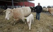 Swedes Debate Meat Tax Proposal