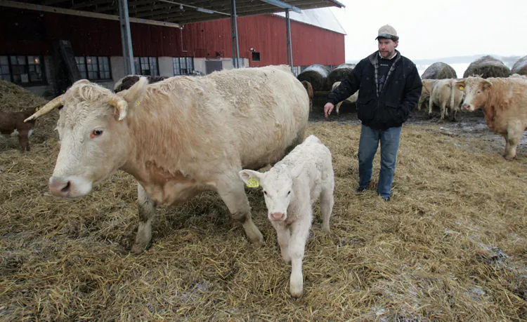 A stock photo of a cattle farm in Vasteras, Sweden on March 3, 2006. As meat consumption rises in Sweden, along with associated carbon emissions, officials debate the best way to keep meat production environmentally sustainable. (Fredrik Sandberg/AFP/Getty Images)