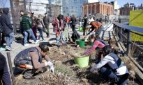 Teens Greening the Highline