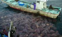 Jellyfish Blooms Linked With Periodic Global Fluctuations