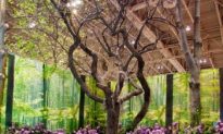 ‘Juno Rocks’ Garden’ Showcases at Canada Blooms (Photo)