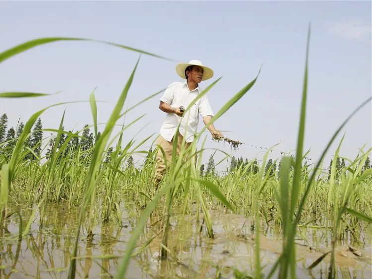 Chinese farmers work at hybrid rice planting field on June 20, 2006 in Changsha city, Hunan Province. Headlines in the Chinese media have been screaming about an American university conducting experiments on Chinese children using genetically modified rice. (Guang Niu/Getty Images)