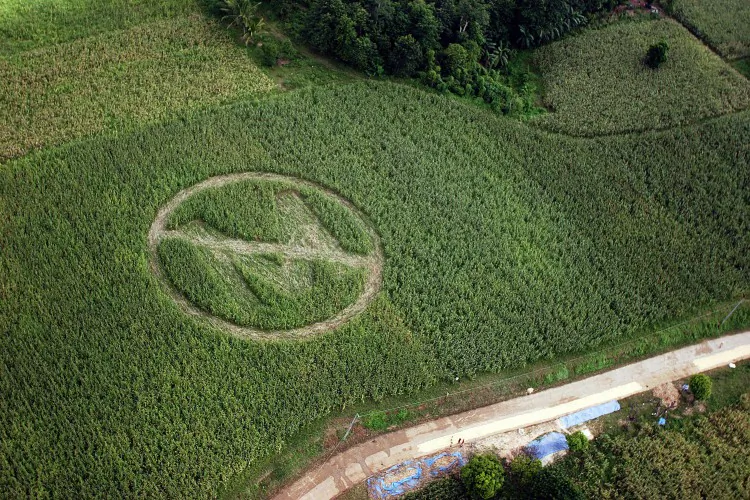 This aerial photograph taken in September 2006 shows a huge circle made by local farmers and Greenpeace volunteers on a farm planted with a genetically-modified type of corn the Philippines. The crop circle, with a slash over the letter 'M' symbolizes farmer rejection of genetically-modified corn crops from Monsanto. (Melvyn Calderon/AFP/Getty Images)