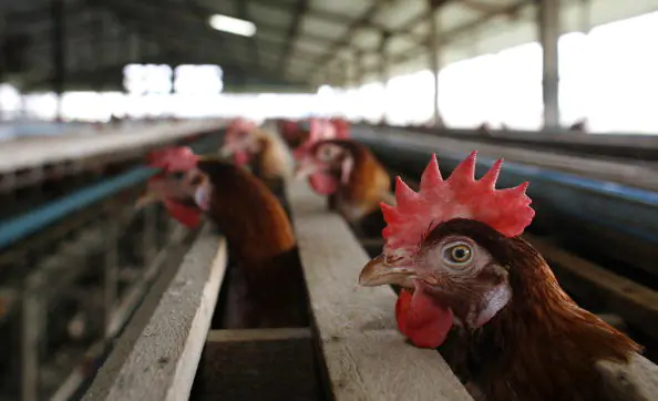 Australia’s Island State Bans Battery Hens