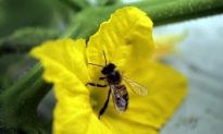 University of Illinois at Chicago Polls Pollinators