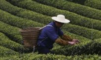 From Chinese Antiquity, Tea Has a Long History