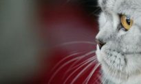 Study Shows Cat’s Secret to Lapping Milk