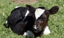 Cloned Cow’s Second Offspring Enters UK Food Chain