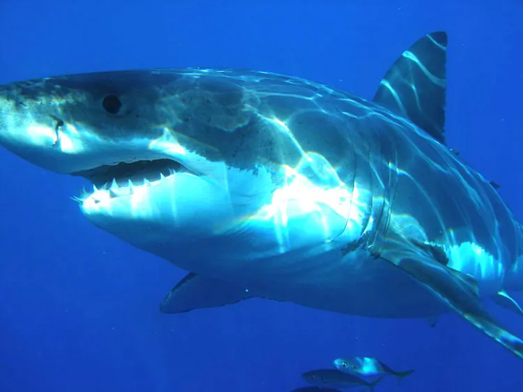 From the vantage point of a swimmer above, the great white shark is difficult to see thanks to its camouflaging dark grey back. (Wikimedia Commons)