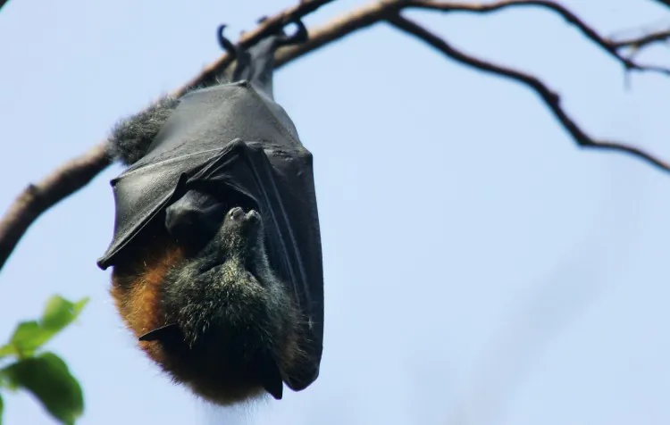 A Grey-Headed Flying Fox hangs from it's roost at the Royal Botanic Gardens March 20, 2008 in Sydney, Australia. (Ian Waldie/Getty Images)
