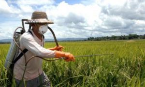 'SuperNemos' May Be the Future for Eco-Friendly Insect Control