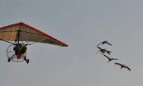 Fabulous Five Cranes Reach Florida