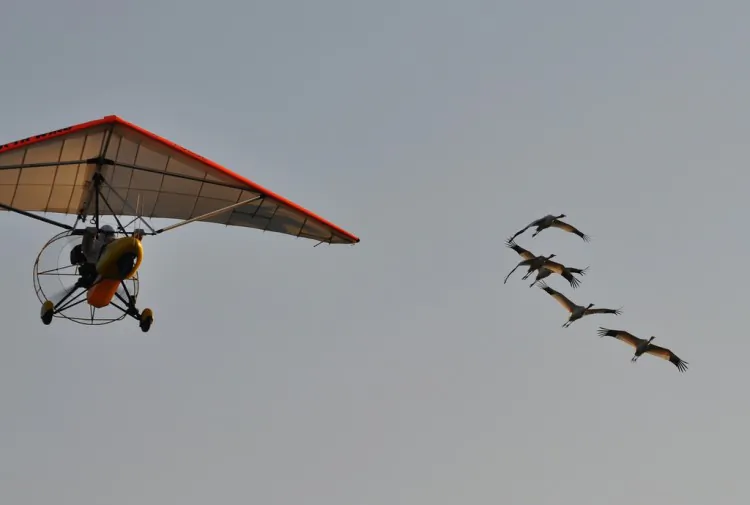 Whooping cranes following an ultralight craft. Operation Migration and the U.S. Fish and Wildlife Service announced that five rare whooping cranes safely made it to Florida on Friday, Nov. 23. (Operation Migration for U.S. Southeastern Fish and Wildlife Service)