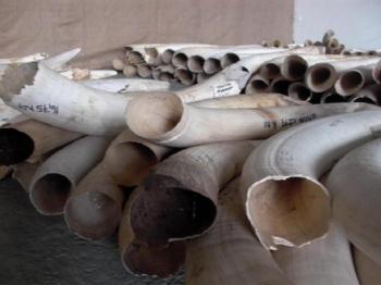 2008 in Windhoek, during the first legal auction of elephant tusks in nearly a decade--exclusively for Chinese and Japanese buyers. (Brigitte Weidlich/AFP/Getty Images)