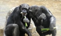 Chimpanzees Know How to Play Fair