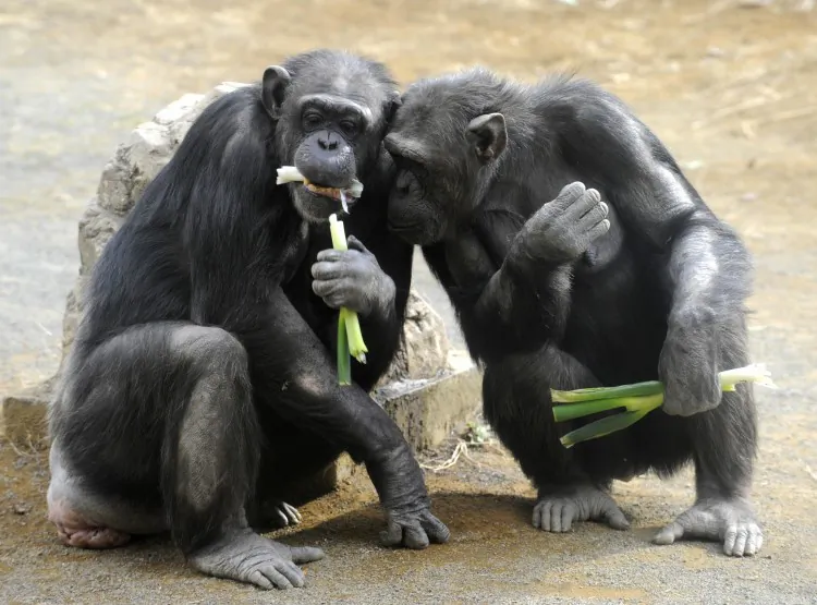 The chimpanzees chose to share the rewards in the Ultimatum Game and get their partners to cooperate, just like humans. (Yoshikazu Tsuno/AFP/Getty Images)