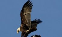 Eagles Starving After Poor Salmon Run