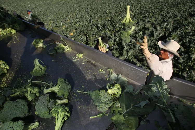 In this file photo, a farm worker harvests broccoli near El Centro, Calif., in March. California, Arizona, and the highlands of Mexico have dominated the broccoli industry since the early 1900s. (David McNew/Getty Images)