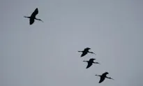 Wood Storks Thrive