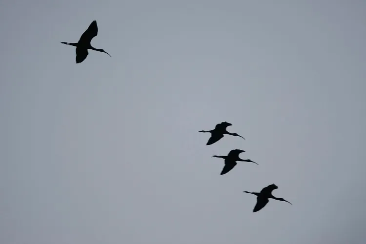 In this file photo, Wood Storks fly at Merritt Island National Wildlife Refuge on March 12, 2009, in Florida. The 140,000-acres refuge was created in 1963 as part of NASA's John F. Kennedy Space Center. (Joe Raedle/Getty Images)
