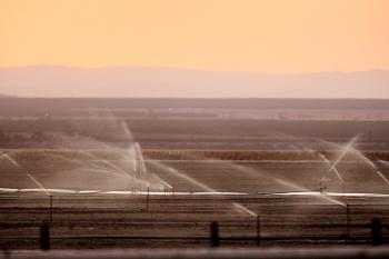 Sprinklers water a field crop in Central Valley, California. Farmers and farm workers are suffering through the third year of a worsening California drought that has caused extreme water shortages and job losses. (David McNew/Getty Images)