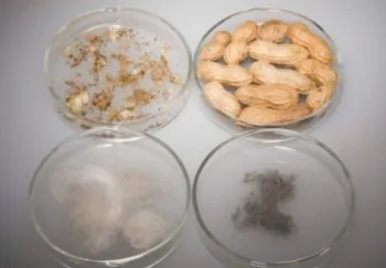 Food Allergies More Common and Severe in Kids: Study