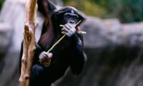 Chimpanzees Play with Sticks and Logs like Dolls, Study Finds