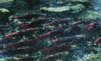 BC Sockeye Salmon Threatened by Mystery Virus