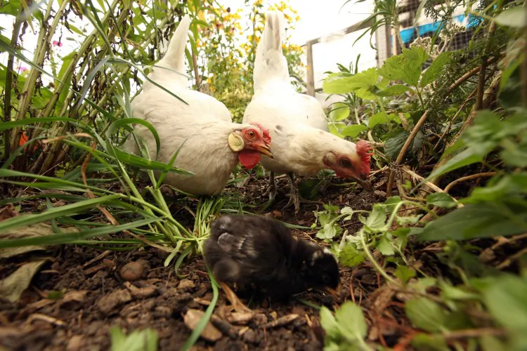 Some ideas brought forward in public consultations for Edmonton’s new food strategy include allowing urban chicken-raising and beekeeping, and building gardens on vacant city land. (Oli Scarff/Getty Images)